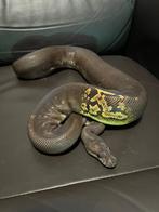Ball pythons, Dieren en Toebehoren, Slang