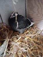 Jonge duif 2026 !!!!, Dieren en Toebehoren, Postduif