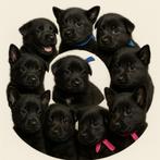 Herder PUPS ZWART VEO werkhonden met Stamboom, België, Fokker | Hobbymatig, 8 tot 15 weken, CDV (hondenziekte)
