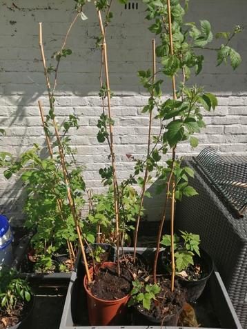 Terras frambozenplanten in pot beschikbaar voor biedingen