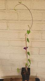 Ipomoea purpurea - Blauwe winde, Tuin en Terras, Planten | Tuinplanten, Ophalen, Volle zon, Eenjarig, Klimplanten