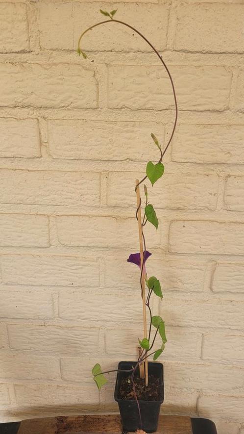 Ipomoea purpurea - Blauwe winde, Tuin en Terras, Planten | Tuinplanten, Eenjarig, Klimplanten, Volle zon, Zomer, Ophalen