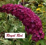 VLINDERSTRUIKEN / VLINDERBLOEMEN O.A. "ROYAL RED" (WIJNROOD), Moins de 100 cm, Enlèvement ou Envoi, Arbuste, Arbuste aux papillons