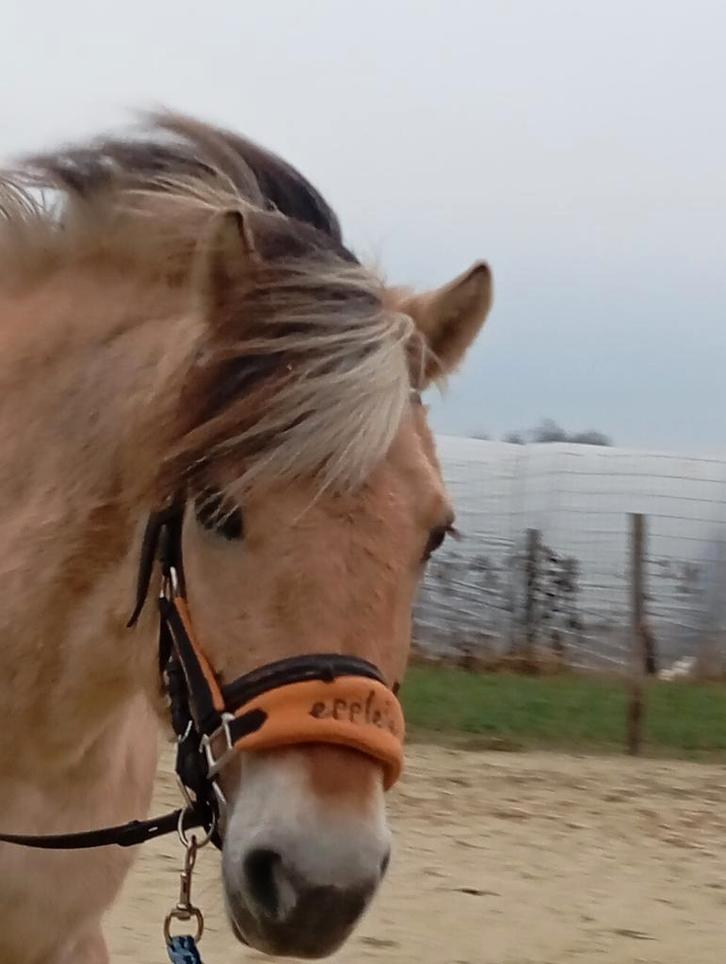 Bomproof fjorden merrie, Animaux & Accessoires, Chevaux, Jument, Moins de 160 cm, 11 ans ou plus, Avec pedigree, Avec puce électronique