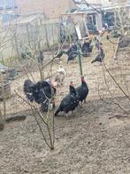 dinde, Dieren en Toebehoren, Pluimvee, Kalkoen