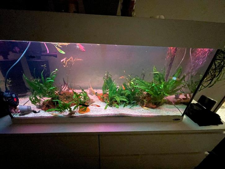 Compleet Aquarium met vissen en blauwe rivier kreeft, Dieren en Toebehoren, Vissen | Aquaria en Toebehoren, Zo goed als nieuw