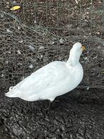 Hollandse kwakers, Dieren en Toebehoren, Meerdere dieren, Eend