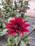 Dahlia x hyb in verschillende kleuren, Tuin en Terras, Ophalen