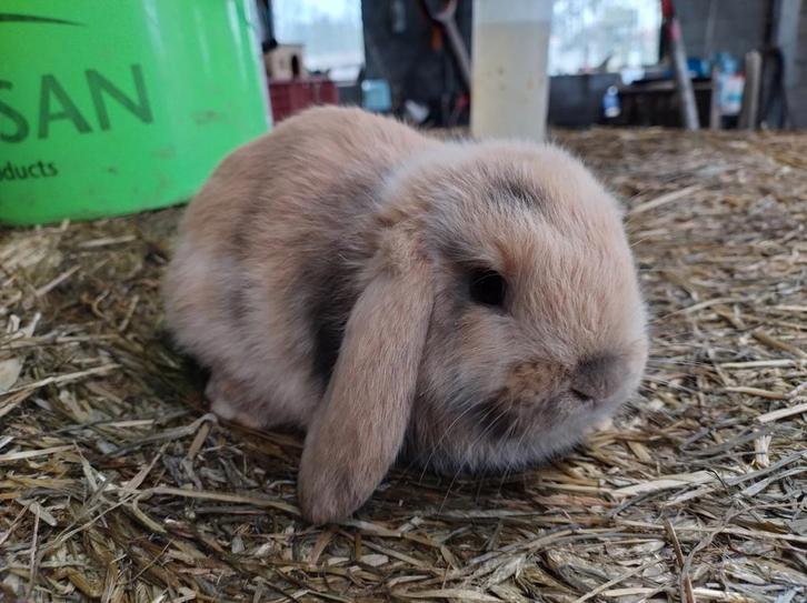 Dwerghangoor konijntje, jongen, Dieren en Toebehoren, Konijnen, Mannelijk, 0 tot 2 jaar, Hangoor