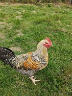 Haan te koop ( Aarschotsehoen x legkip isa brown ), Dieren en Toebehoren, Mannelijk, Kip
