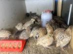 Kwartels, Dieren en Toebehoren, Pluimvee, Meerdere dieren, Overige soorten