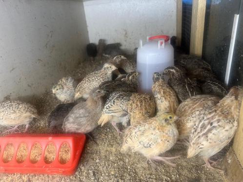 Kwartels, Dieren en Toebehoren, Pluimvee, Overige soorten, Meerdere dieren