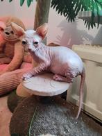 Sphynx kittens, Dieren en Toebehoren, Meerdere dieren, Gechipt, 0 tot 2 jaar