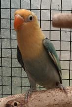 Agapornis fischerie, Dieren en Toebehoren, Vogels | Parkieten en Papegaaien, Geslacht onbekend, Dwergpapegaai of Agapornis