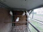 Gratis, Dieren en Toebehoren, Vogels | Overige Vogels