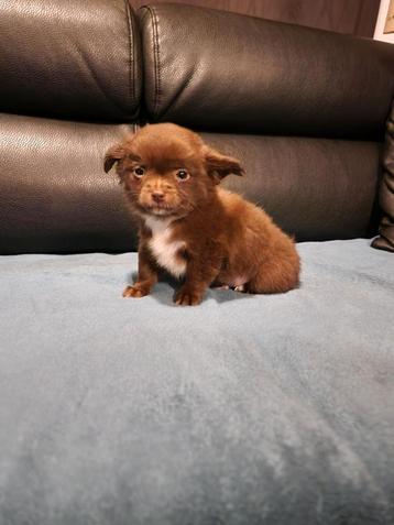 Langharig choco met wit chihuahua reutje  beschikbaar voor biedingen