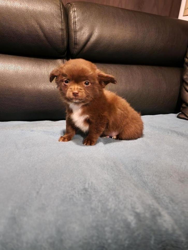 Langharig choco met wit chihuahua reutje, Dieren en Toebehoren, Honden | Chihuahua's en Gezelschapshonden, Reu, Chihuahua, Fokker | Hobbymatig