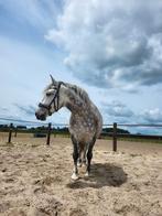 Te koop: 8 jarige merrie, Dieren en Toebehoren, Pony's, 7 tot 10 jaar, Recreatiepony, Merrie, Gechipt