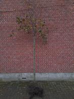 Lindeboom leilinde boomvorm Tilia europaea pallida vanaf €25, Jardin & Terrasse, Enlèvement ou Envoi