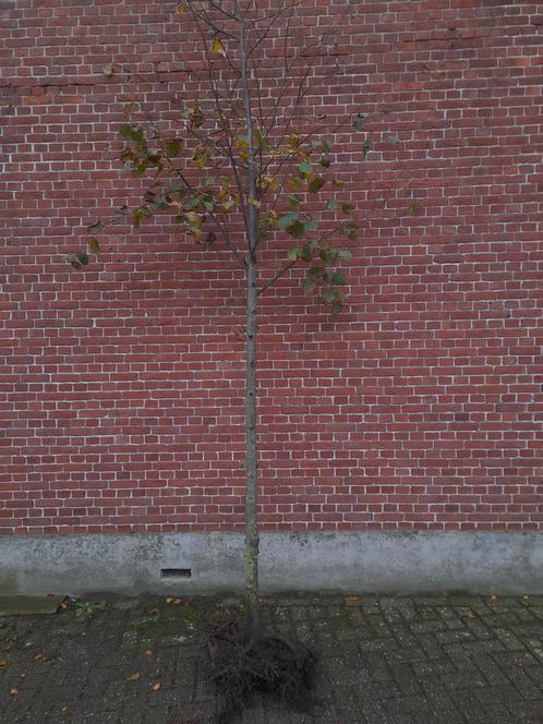 Lindeboom leilinde boomvorm Tilia europaea pallida vanaf €25, Tuin en Terras, Planten | Bomen, Ophalen of Verzenden