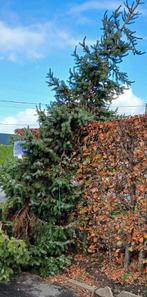 Kerstboom, Tuin en Terras, Ophalen