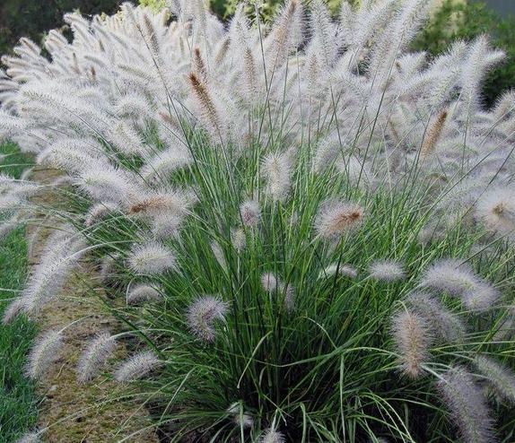 Pennisetum hameln, Jardin & Terrasse, Plantes | Jardin, Plante fixe, Graminées ornementales, Plein soleil, Été, Enlèvement