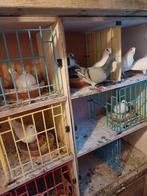 Witte en gevlekte reisduiven, Dieren en Toebehoren, Vogels | Duiven