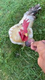 Trotse haan, Dieren en Toebehoren, Pluimvee, Mannelijk, Kip
