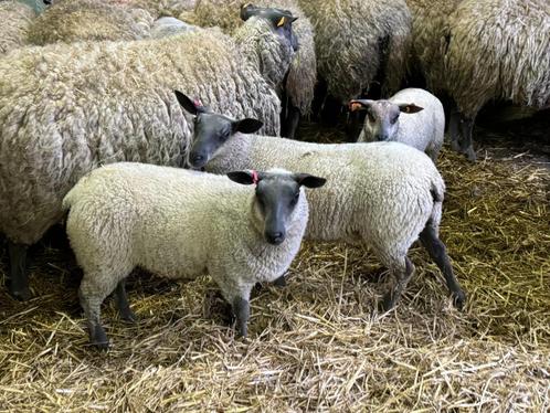 Bleu du Maine stamboekschapen, Animaux & Accessoires, Moutons, Chèvres & Cochons, Mouton, Femelle, 0 à 2 ans