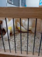 Witte geel mozaiek poppen