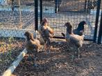 Haan met 3 hennen luikse vechter, Dieren en Toebehoren, Pluimvee