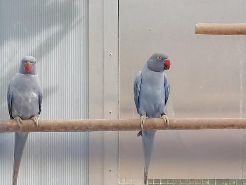 Halsbandparkieten, Dieren en Toebehoren, Vogels | Parkieten en Papegaaien