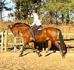 Jardin de 7 m, Animaux & Accessoires, Chevaux, Hongre