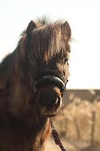 shetlander te koop, Dieren en Toebehoren, Pony's, Ruin, Niet van toepassing, A pony (tot 1.17m), 11 jaar of ouder