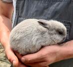 Mini dwergkonijntjes raszuivere Kleurdwergen, Meerdere dieren, Dwerg, 0 tot 2 jaar