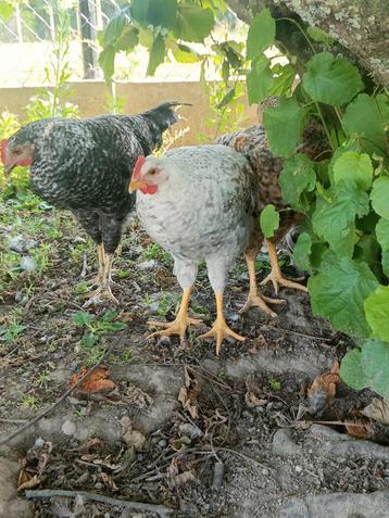 Jeune coq blanc