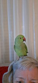 Perruche à collier, Enlèvement