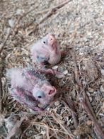 Oisillons, Animaux & Accessoires, Oiseaux | Perruches & Perroquets