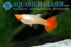 VERMILJOEN VIS GUPPY, Vis, Zoetwatervis, Schoolvis