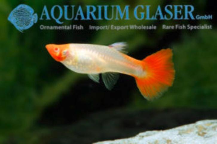 VERMILJOEN VIS GUPPY, Dieren en Toebehoren, Vissen | Aquariumvissen, Zoetwatervis, Vis, Schoolvis