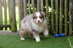 Prachtige Australische herder pups (aussie pups), Dieren en Toebehoren, Honden | Herdershonden en Veedrijvers, België, CDV (hondenziekte)