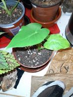 alocasia gageana, Huis en Inrichting, Kamerplanten, Ophalen, Overige soorten, In pot, Minder dan 100 cm