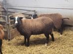 Zwarbles ram, Mannelijk, Schaap, 0 tot 2 jaar