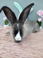 Duitse reus ram, Mâle, Grand, 0 à 2 ans