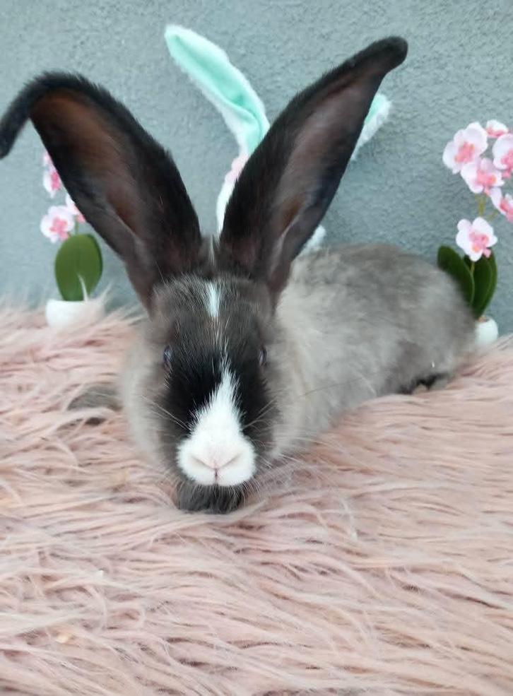 Duitse reus ram, Animaux & Accessoires, Lapins, Grand, Mâle, 0 à 2 ans