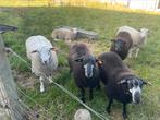 Stamboek swifter dekbokken, Mannelijk, Schaap, 0 tot 2 jaar