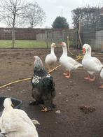 Brahma haan, Mâle, Poule ou poulet