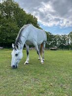 Paarden zoeken verzorger, Dieren en Toebehoren, Paarden, Onbeleerd