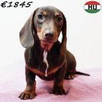 Chocolade & tan Kortharige Teckel puppy’s te koop, Dieren en Toebehoren, 15 weken tot 1 jaar, Handelaar, Teef, Parvo