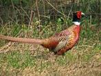 fazant hanen, Dieren en Toebehoren, Pluimvee, Mannelijk, Overige soorten